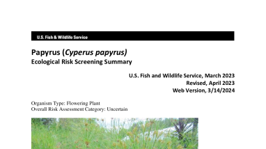 Ecological Risk Screening Summary - Papyrus (Cyperus papyrus) - Uncertain Risk