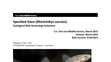 Ecological Risk Screening Summary - Speckled Dace (Rhinichthys osculus) - Uncertain Risk