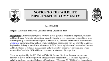 OLE Public Bulletin- Canadian Anguilla rostrata (American Eel) Elver Season Closure 05-02-2024