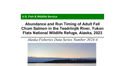 Abundance and Run Timing of Adult Fall Chum Salmon in the Teedriinjik River, Yukon Flats National Wildlife Refuge, Alaska, 2023