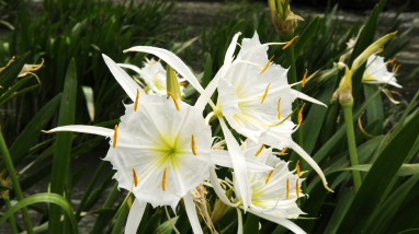 Cahaba Lilies Peak in May
