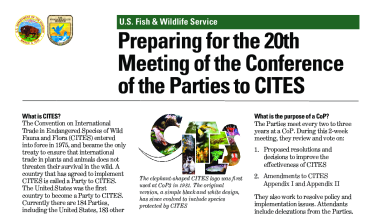 CITES CoP20 Preparations