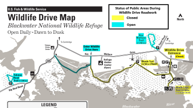 Blackwater NWR Wildlife Drive Roadwork Map