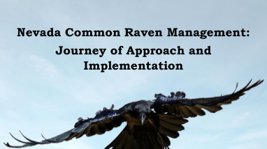 Oct 2024 MOG Meeting - USGS Presentation on Raven Management