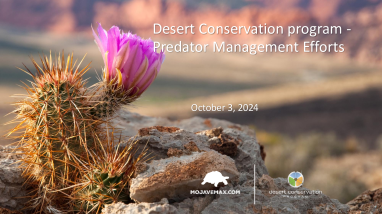 Oct 2024 MOG Meeting - Desert Conservation Program Presentation on Predator Management Efforts