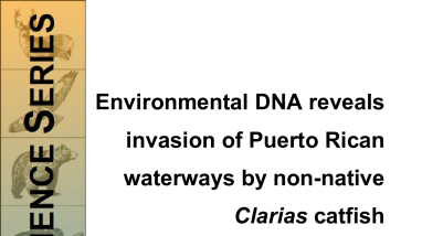 Environmental DNA reveals invasion of Puerto Rican waterways by non-native Clarias catfish