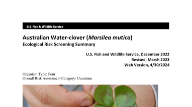 Ecological Risk Screening Summary - Australian Water-clover (Marsilea mutica) - Uncertain Risk