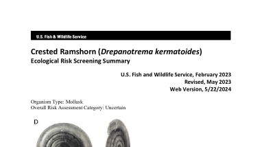 Ecological Risk Screening Summary - Crested Ramshorn (Drepanotrema kermatoides) - Uncertain Risk