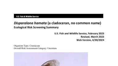 Ecological Risk Screening Summary - Disparalona hamata (a cladoceran, no common name) - Uncertain Risk