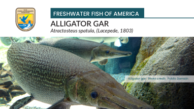 Freshwater Fish of America - Alligator gar