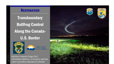 Transboundary Bullfrog Control Along Border Handout