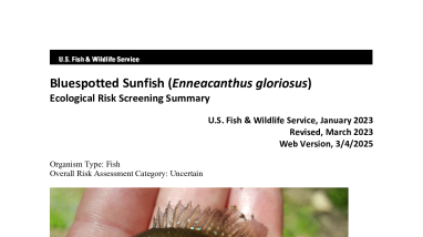 Ecological Risk Screening Summary - Bluespotted Sunfish (Enneacanthus gloriosus) - Uncertain Risk