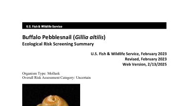 Ecological Risk Screening Summary - Buffalo Pebblesnail (Gillia altilis) - Uncertain Risk