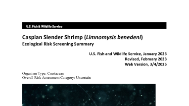 Ecological Risk Screening Summary - Caspian Slender Shrimp (Limnomysis benedeni) - Uncertain Risk