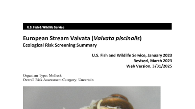 Ecological Risk Screening Summary - European Stream Valvata (Valvata piscinalis) - Uncertain Risk