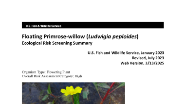 Ecological Risk Screening Summary - Floating Primrose-willow (Ludwigia peploides) - High Risk