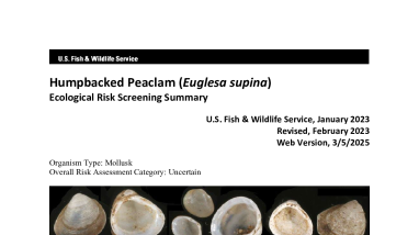 Ecological Risk Screening Summary - Humpbacked Peaclam (Euglesa supina) - Uncertain Risk