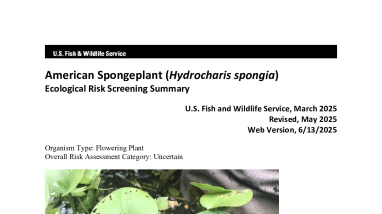 Ecological Risk Screening Summary - American Spongeplant (Limnobium spongia) - Uncertain Risk