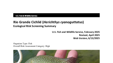 Ecological Risk Screening Summary - Rio Grande Cichlid (Herichthys cyanoguttatus) - High Risk