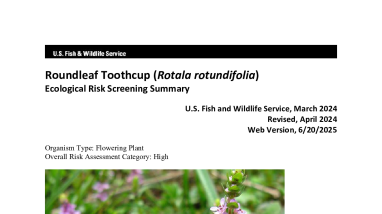 Ecological Risk Screening Summary - Roundleaf Toothcup (Rotala rotundifolia) - High Risk