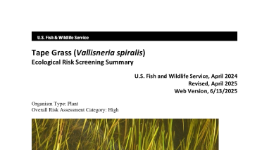 Ecological Risk Screening Summary - Tape Grass (Vallisneria spiralis) - High Risk