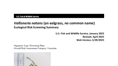 Ecological Risk Screening Summary - Vallisneria natans (an eelgrass, no common name) - Uncertain Risk