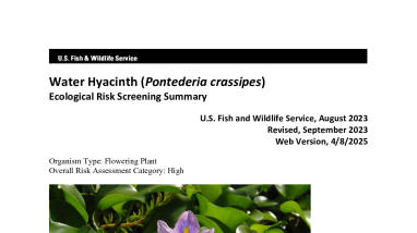 Ecological Risk Screening Summary - Water Hyacinth (Eichhornia crassipes) - High Risk