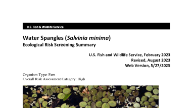 Ecological Risk Screening Summary - Water Spangles (Salvinia minima) - High Risk