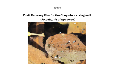 Chupadera Springsnail Draft Recovery Plan