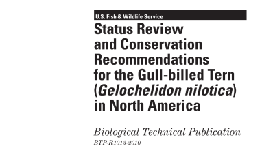 Status review and conservation recommendations for the gull-billed tern (gelochelidon nilotica) in North America