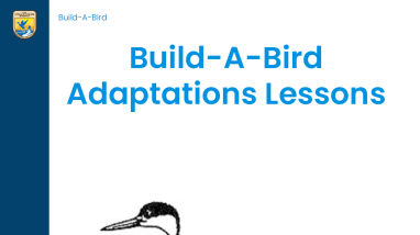 Build-A-Bird Lesson Plan
