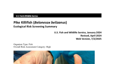 Ecological Risk Screening Summary - Pike Killifish (Belonesox belizanus) - High Risk