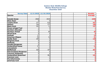 ENNWR Waterfowl Survey December 2025