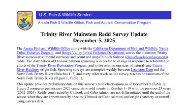 Trinity River Salmon Spawning Survey Update - December 5, 2025