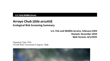 Ecological Risk Screening Summary - Arroyo Chub (Gila orcuttii)