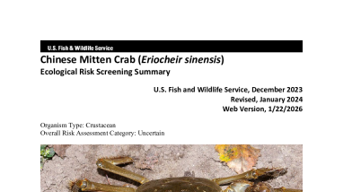 Ecological Risk Screening Summary - Chinese mitten crab (Eriocheir sinensis) - Uncertain Risk