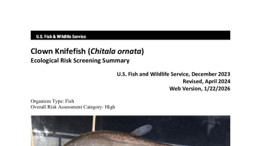 Ecological Risk Screening Summary - Clown Knifefish (Chitala ornata) - High Risk