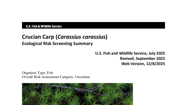 Ecological Risk Screening Summary - Crucian Carp (Carassius carassius) - Uncertain Risk