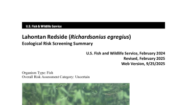 Ecological Risk Screening Summary - Lahontan Redside (Richardsonius egregius) - Uncertain Risk