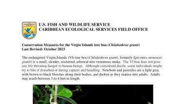 Conservation Measures for the Virgin Islands tree boa 