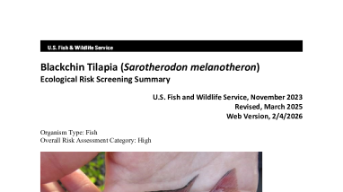 Ecological Risk Screening Summary - Blackchin Tilapia (Sarotherodon melanotheron) - High Risk
