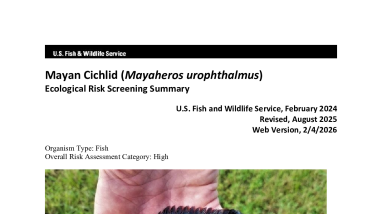 Ecological Risk Screening Summary - Mayan Cichlid (Mayaheros urophthalmus) - High Risk