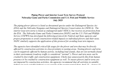 Tern Plover Survey Protocol (July 2025)