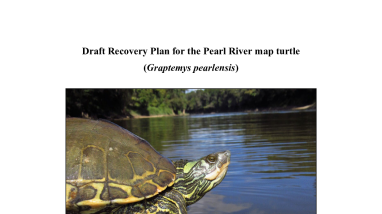 Draft Recovery Plan for Pearl River Map Turtle