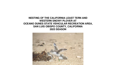 Nesting of the California Least Tern and Western Snowy Plover at Oceano Dunes State Vehicular Recreation Area, San Luis Obispo County, California 2025 Season
