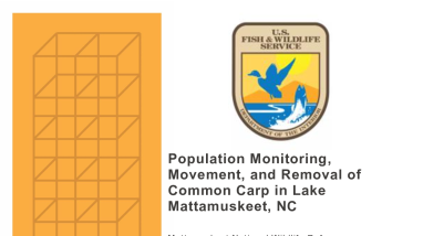 Population Monitoring, Movement, and Removal of Common Carp in Lake Mattamuskeet, NC