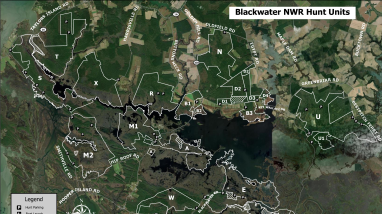 Blackwater NWR Geospatial Deer Hunt Map