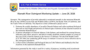 Klamath River Juvenile Salmonid Outmigrant Monitoring Update - June 26, 2026