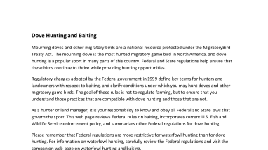 Hunting - Dove Hunting and Baiting