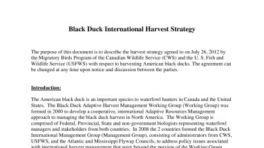 International Adaptive Harvest Management Protocol for Black Ducks